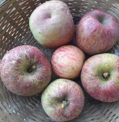 Appels, hand-, Prima, per kg, Hekkert Hoogstamfruit