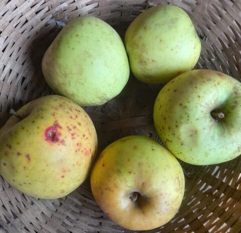 Appels, Golden Delicious, per kg, Hekkert Hoogstamfruit