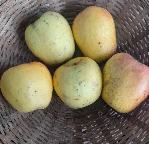 Appels, Winterglocken, per kg, Hekkert Hoogstamfruit