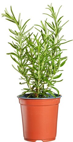 Rozemarijn, 3plantjes, Udea
