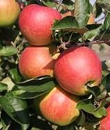 Appels, Jonagold, per kg, PuurNL