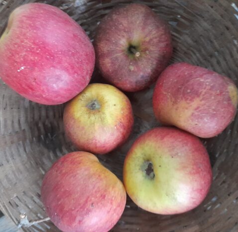 Appels, Cosmic Crisp, 600gr, Udea