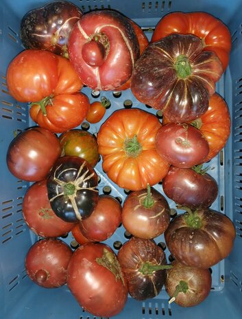 Vleestomaten, mix, 500gr, Tuinderij Haverkamp