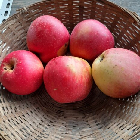 Appels, Sweet Caroline, per kg, Hekkert Hoogstamfruit