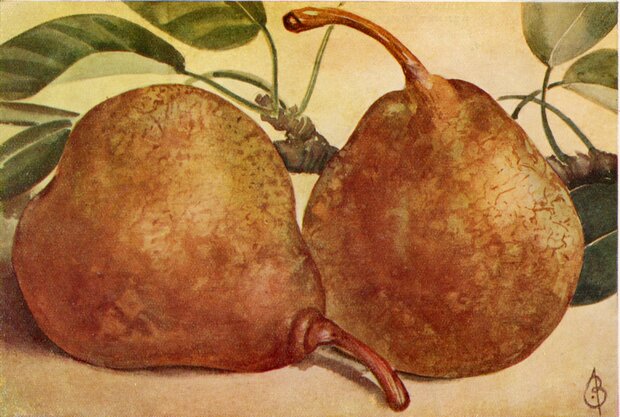 Peren, beurre superfin-, hand-, per kg, Hekkert Hoogstamfruit