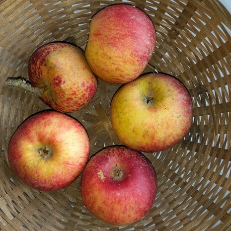 Appels, Santana, hand-, 600gr, PuurNL