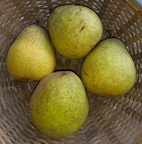 Peren, Beurre de Merode-, per kg, Hekkert Hoogstamfruit