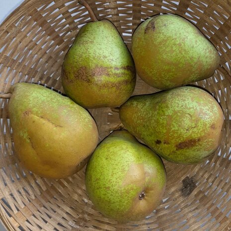 Peren, beurre superfin-, hand-, per kg, Hekkert Hoogstamfruit