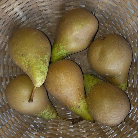 Peren, Conference, 600gr, PuurNL
