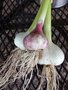 Verse knoflook, 3bollen, De Overkant