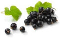 Zwarte bessen, 200gr, Hekkert Hoogstamfruit