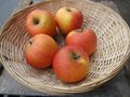 Appels, Reinette de chenee, per kg, Hekkert Hoogstamfruit