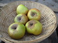 Biologische Blenheim Orange appels - Hekkert Hoogstamfruit