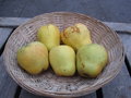 Biologische Weisser Winterglocken appels - Hekkert Hoogstamfruit