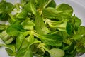 Veldsla, 200gr, Tuinderij Haverkamp