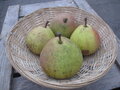 Biologische Saint Remy peren - Hekkert Hoogstamfruit