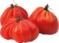 Tomaten, vlees-, 500gr, De Noordhoek
