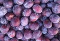 Pruimen, excalibur, 500gr, Hekkert Hoogstamfruit
