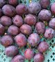 Pruimen, blauw, Anna Spath, 500gr, Hekkert Hoogstamfruit