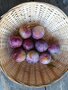 Pruimen, paars, Reine Claude d&#039; Althan, 500gr, Hekkert Hoogstamfruit Terwolde