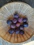Pruimen, blauw-paars, Bleue de Belgique, 500gr, Hekkert Hoogstamfruit