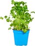Koriander, per pot, Especia