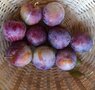 Pruimen, paars, Reine Claude d&#039; Althan, 500gr, Hekkert Hoogstamfruit Terwolde