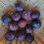 Pruimen, blauw-paars, Bleue de Belgique, 500gr, Hekkert Hoogstamfruit