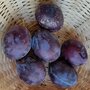 Pruimen, paars, Valor, 500gr, Hekkert Hoogstamfruit