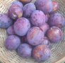 Pruimen, rood, president-, 500gr, Hekkert Hoogstamfruit