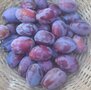 Pruimen, paars, Betuwse kwets, 500gr, Hekkert Hoogstamfruit