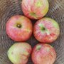Appels, Gravensteiner, 1kg, Hekkert Hoogstamfruit