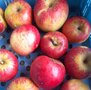Appels, Rajka, hand-, per kg, Hekkert Hoogstamfruit