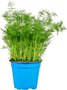 Dille, verse, 3 plantjes, Especia