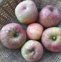 Appels, hand-, Prima, per kg, Hekkert Hoogstamfruit