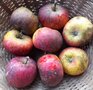 Appels, hand-, Topaz-, per kg, Hekkert Hoogstamfruit