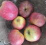 Appels, Jonagold, per kg, PuurNL