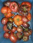 Vleestomaten, mix, 500gr, Tuinderij Haverkamp