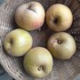 Appels, goudreinette, rode boskoop, per kg, Hekkert Hoogstamfruit