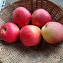 Appels, Sweet Caroline, per kg, Hekkert Hoogstamfruit