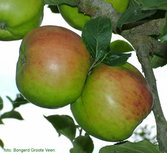 Appels, Bramley seedling, per kg, Hekkert Hoogstamfruit Appels, Bramley seedling, per kg, Hekkert Hoogstamfruit