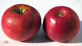 Appels, Ecolette, per kg, Hekkert Hoogstamfruit Appels, Ecolette, per kg, Hekkert Hoogstamfruit