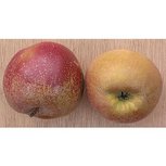 Appels, goudreinette, Rode Boskoop, 600gr, Udea Appels, goudreinette, Rode Boskoop, 600gr, Udea
