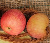 Appels, McIntosh Rogers, per kg, Hekkert Hoogstamfruit Appels, McIntosh Rogers, per kg, Hekkert Hoogstamfruit