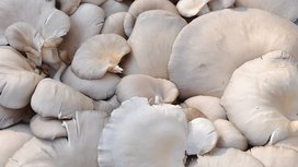 Oesterzwammen, 250gram, Brans* Oesterzwammen, 250gram, Brans*