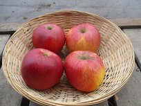 Appels, hand-, Court Pendu, per kg, Hekkert Hoogstamfruit Appels, hand-, Court Pendu, per kg, Hekkert Hoogstamfruit