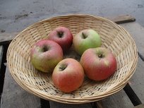 Appels, Ontario, per kg, Hekkert Hoogstamfruit Appels, Ontario, per kg, Hekkert Hoogstamfruit