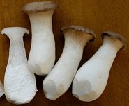 Koningsoesterzwammen, eryngii, 300 gr, Brans Oesterzwammenkwekerij* Koningsoesterzwammen, eryngii, 300 gr, Brans Oesterzwammenkwekerij*