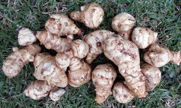 Aardperen, topinamboer, 500gr, Haverkamp Aardperen, topinamboer, 500gr, Haverkamp